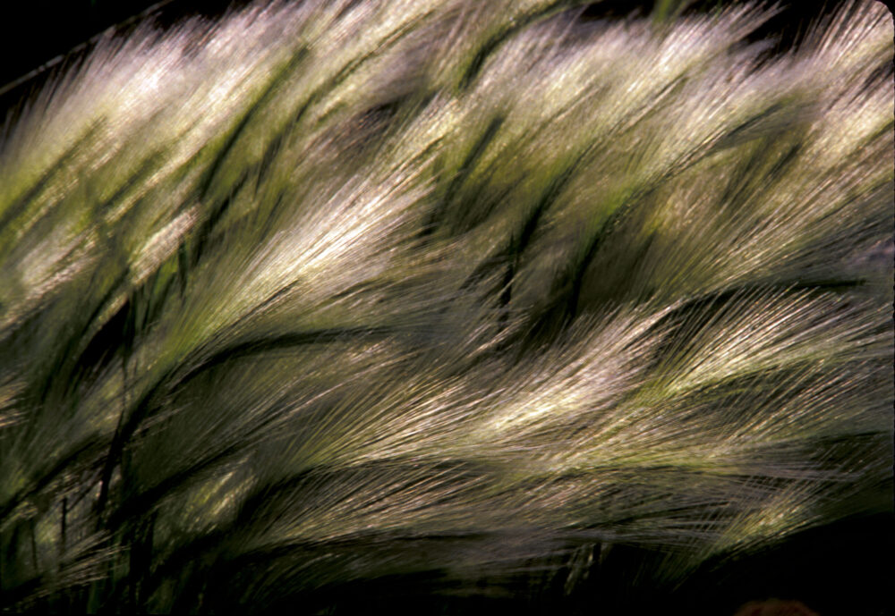 Squirrel Tail Grass