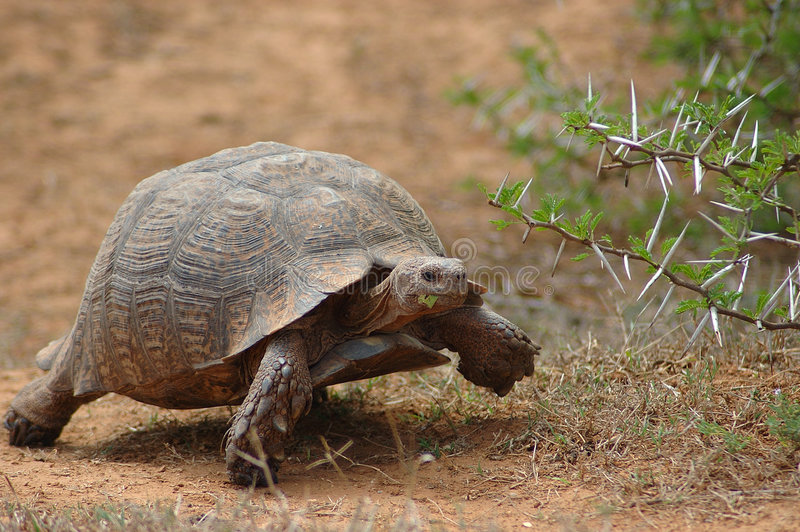 african-tortoise-976519